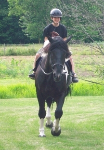haflinger haflingers dressage ahr dorset dorsets sheep lamb lambs chickens plymouth rock rocks columbian barred silver penciled honeybees honey bees nucs german shepherds border collies michigan akc abca lesperance glaurung mi ohio oh